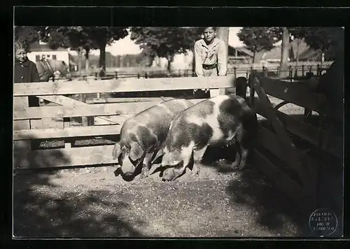 AK Zwei Schwarzbunte Schweine im Koben