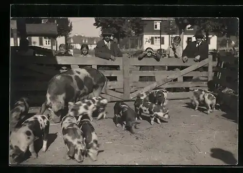 AK Schwarzbuntes Schwein mit Ferkeln im Koben, mit Interessenten und Kindern