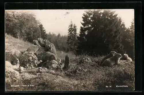 AK Murmeltiere im Wildpark Peter & Paul