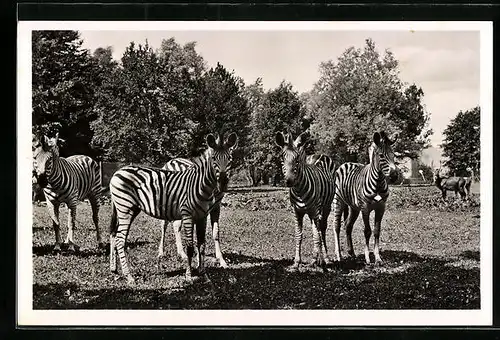 AK München, Steppen-Zebras im Tierpark Hellabrunn