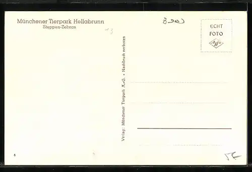 AK München, Steppen-Zebras im Tierpark Hellabrunn
