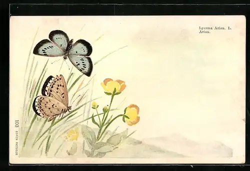 Lithographie Zwei Schmetterlinge und Blumen, Lycaena Arion L., Arion