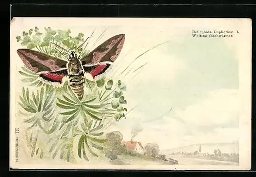 Lithographie Schmetterling Wolfsmilchschwärmer vor grünen Blättern