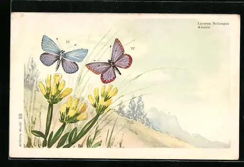 Lithographie Adonis-Schmetterlinge in Berglandschaft