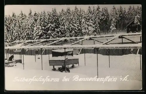 AK Benneckenstein, Silberfuchsfarm im Winter, mit Fuchs und Blick auf Tannen