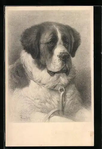 Künstler-AK M. Munk Nr. 630: Bernhardiner hat sich entspannt hingelegt