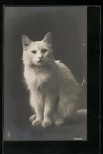 AK Portrait einer weissen Katze