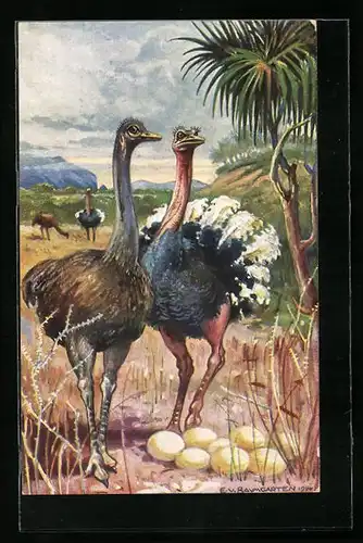 Künstler-AK Straussenpaar mit Eiern in Südwestafrika