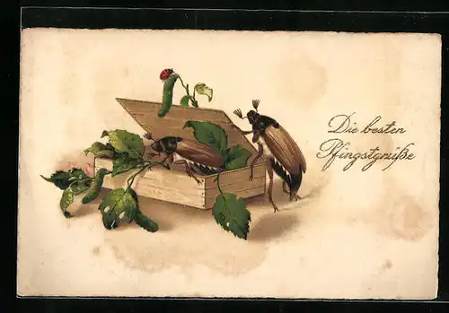 Künstler-AK Zwei Maikäfer und ein Marienkäfer mit Zigarrenschachtel, Pfingstgruss