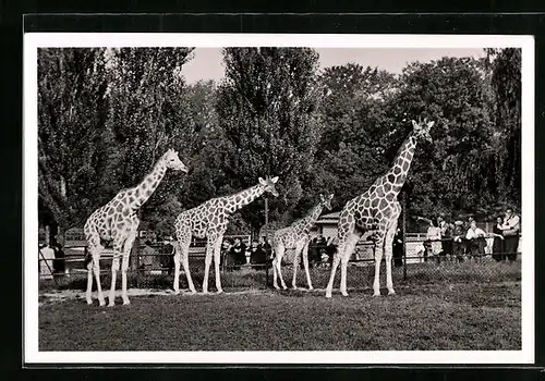 AK München, Netz-Giraffen im Tierpark Hellabrunn