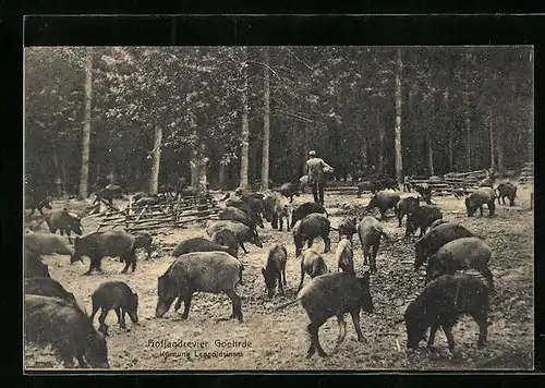 AK Goehrde, Fütterung der Wildschweine im Hofjagdrevier, Körnung Leopoldsinsel