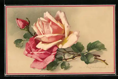 Künstler-AK Catharina Klein: hübsche blühende Rosen