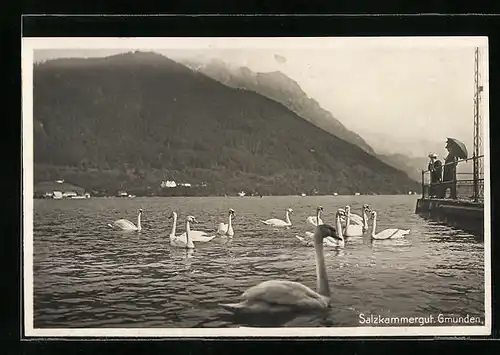 AK Gmunden, Schwäne auf dem See