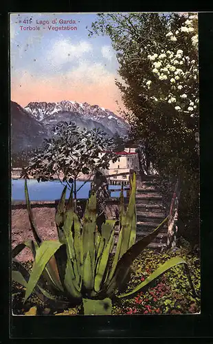 AK Torbole, Lago di Garda, Vegetation am Ufer