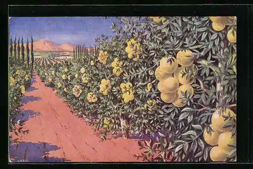 AK Jaffa, A Grapefruit Grove, Landwirtschaft