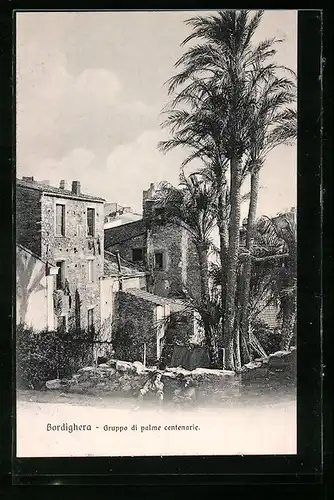 AK Bordighera, Gruppo di palme centenarie