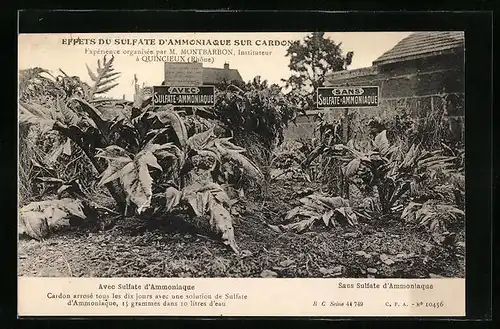 AK Quincieux, Effets du Sulfate d`Ammoniaque sur Cardon, Reklame für Düngemittel