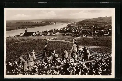 AK Nierstein a. Rhein, Damen bei der Weinlese, Stadtpanorama