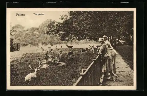 AK Putbus, Hirschgehege im Tiergarten