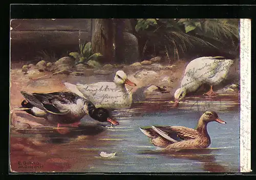 Künstler-AK Enten an einem Gewässer
