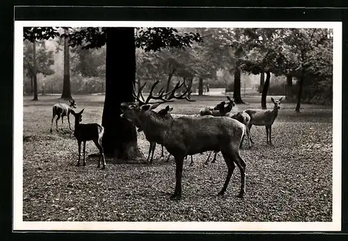 AK Münche, Rothirsche im Tierpark Hellabrunn