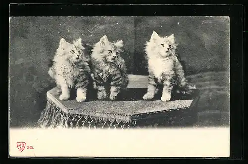 AK Drei junge Langhaar-Katzen auf einem Podest