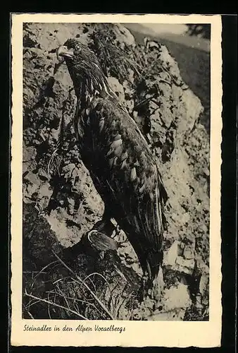 AK Steinadler in den Alpen in Vorarlberg