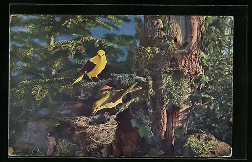 AK Goldamselpaar am Nest im Wald