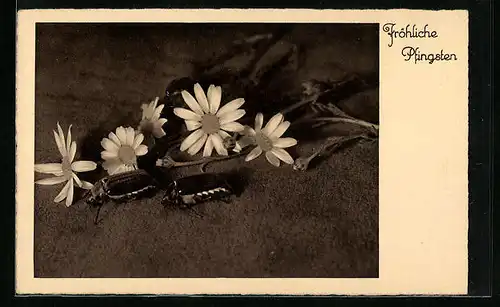 AK Maikäfer und Margeritenblüten, Pfingstgruss