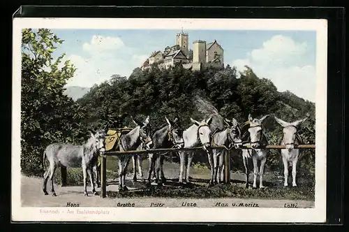 AK Eisenach, Esel am Standplatz vor der Burg