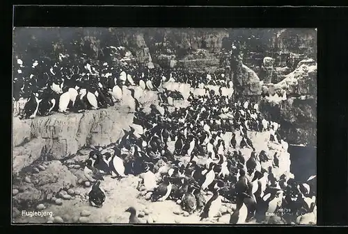 AK Grosse Pinguin-Versammlung auf Felsen