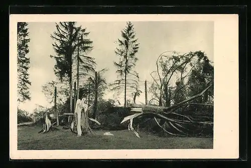 AK Les Breuleux, Le cyclone dans le Jura Bernois 1926, Forêt détruite, Unwetter