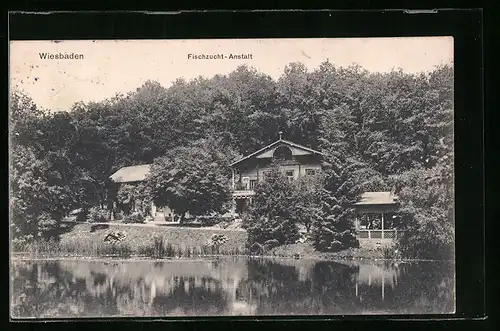 AK Wiesbaden, Fischzucht-Anstalt, Uferpartie