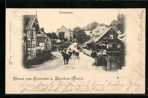 AK Schierke a. Brocken /Harz, Kühe auf der Dorfstrasse