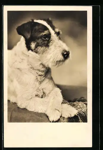 AK Portrait eines jungen Foxterriers