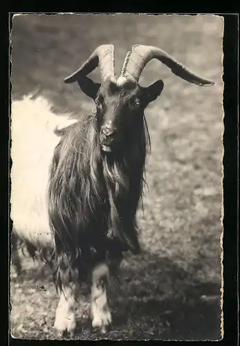 AK Ziegenbock mit langen Hörnern auf einer Wiese