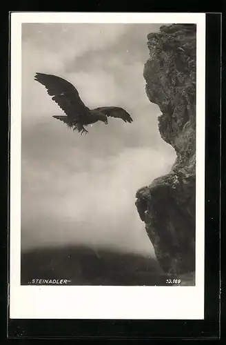 AK Fliegender Steinadler vor Felswand