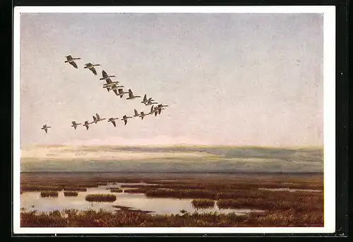 Künstler-AK Gänse beim Formationsflug im Morgengrauen