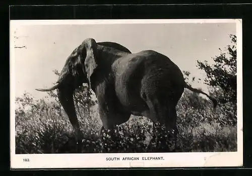 AK Südafrikanischer Elefant in freier Wildbahn