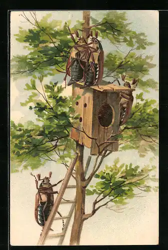 Lithographie Maikäfer an einem kleinen Nistkasten in einer Eiche