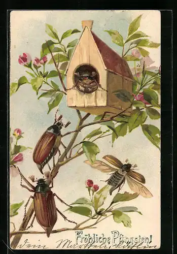 Lithographie Maikäfer an einem kleinen Nistkasten in einem blühenden Baum, Pfingstgruss