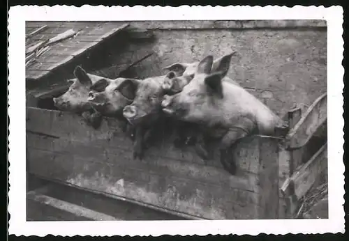 Fotografie Schweine schauen aus ihrem verschlag hervor
