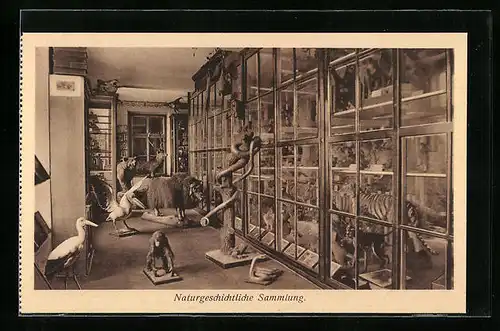 AK Feldkirch, Naturgeschichtliche Sammlung im Lehrerseminar