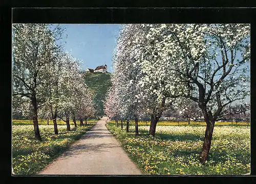 AK Staufen, Staufberg während der Baumblüte