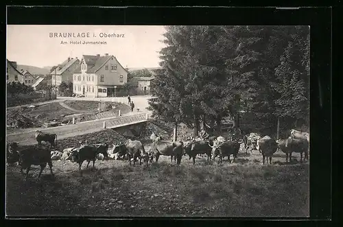 AK Braunlage i. Oberharz, Am Hotel Jermerstein, Grasende Kühe