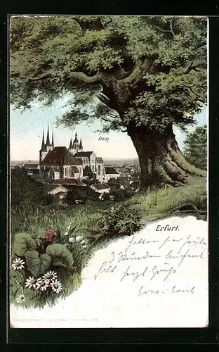 AK Erfurt, Dom mit Baum im Vordergrund