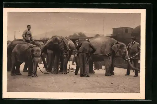 AK Elefanten-Transport der Grossraubtierschau des Circus von Willy Hagenbeck