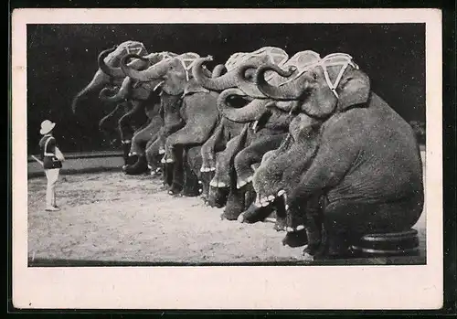 AK Elefantendressur im Zirkus Sarrasani