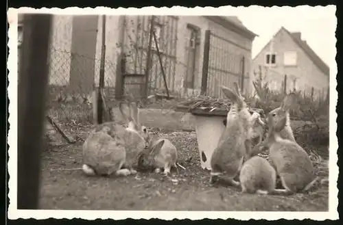 Fotografie Kaninchen auf dem Hof eines Kleinbauern