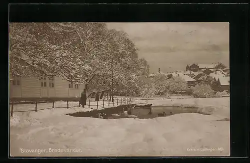 AK Stavanger, Bredevandet, Weisse und Schwarze Schwäne